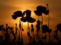 The Anzac Day public holiday on April 25 brings some changes to normal retail trading hours. Picture by Shutterstock