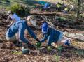 A community planting event helps repair the gully at Fishermans Bay after the invasive weeds were removed. Picture supplied