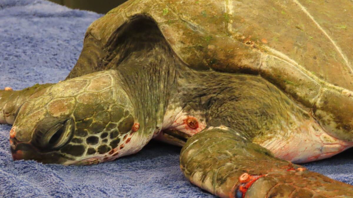An injured sea turtle at Anna Bay's Sea Shelter. Picture supplied