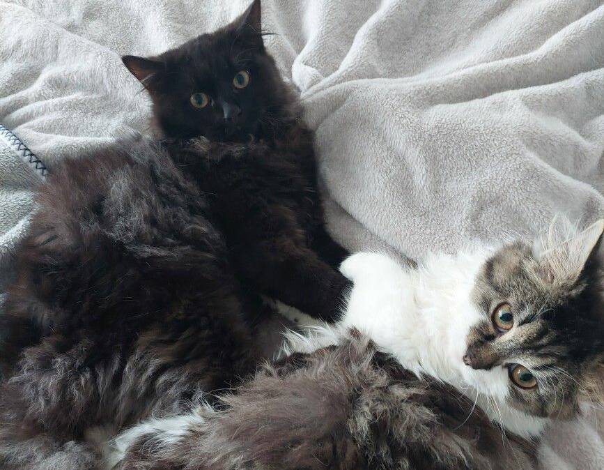 Meet bonded pair Ruby and Shadow who seek a loving home. Picture supplied