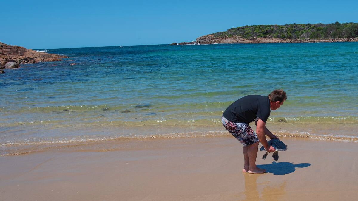 A sea turtle being released back into the ocean at Port Stephens. Picture supplied
