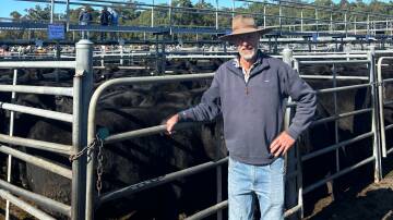 Vendor Barry Hergenhan, Numbugga, sold 17, 360kg, Angus steers, for $1110 a head at Bega on Thursday. Picture by Jason Gannon. 