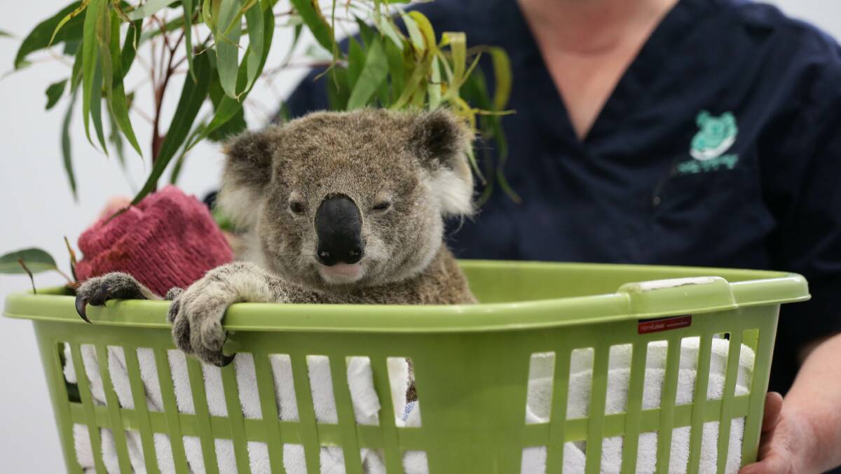 Injured koala Kyrie was rescued from the fire at Mambo Wetlands and is now at the Port Stephens Koala Sanctuary undergoing medical care for a foot fracture. Picture by Jonathan Carroll 