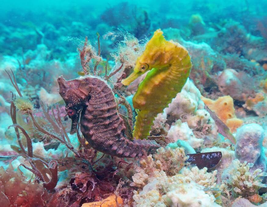 Iconic Port Stephens White's seahorse couple, Dusk and Dawn. They were believed to have been together for three years. Picture: Dr David Harasti