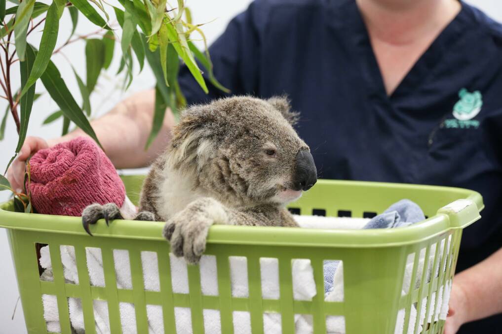 Injured koala Kyrie was rescued from the fire at Mambo-Wanda Wetlands earlier in November and is now at the Port Stephens Koala Hospital undergoing medical care for a broken toe. Picture by Jonathan Carroll.