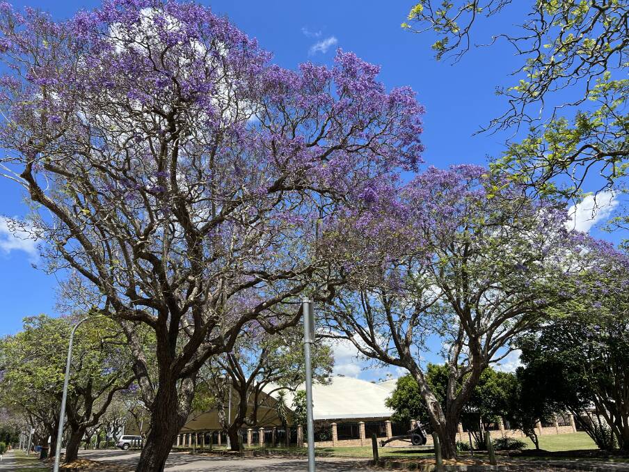 Raymond Terrace has been voted as one of the top four spots to see jacarandas in bloom around NSW alongside Grafton, Kirribilli and Tamworth.