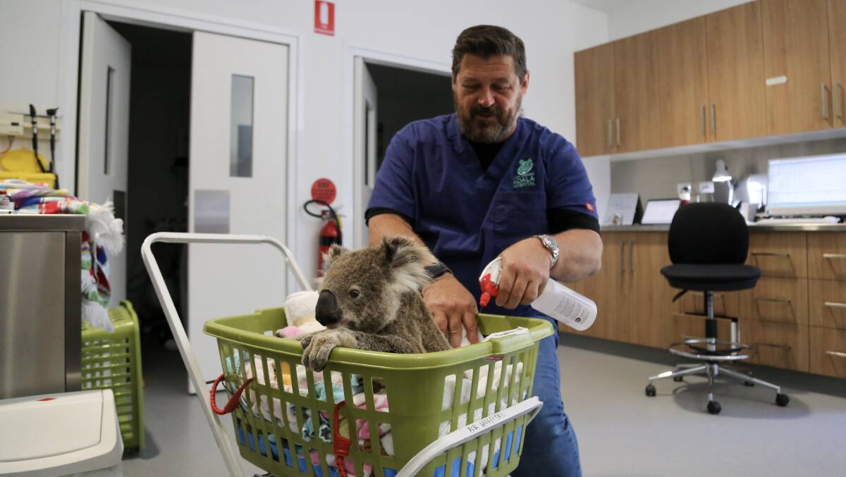 Dr Donald Hudson treating Kyrie for a broken toe at the Port Stephens Koala Hospital on Wednesday, November 23, 2022. Pictures: Ellie-Marie Watts