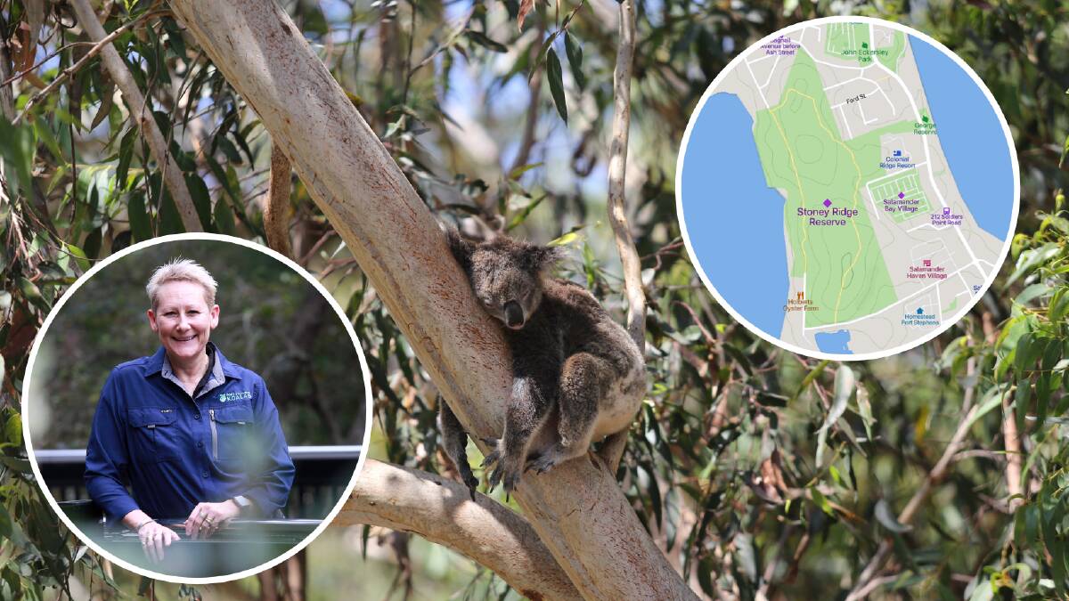 Port Stephens Council has endorsed a notice of motion from councillor Leah Anderson to investigate the opportunity to rezone land at Salamander Bay to ensure the long term protection of important koala habitat.