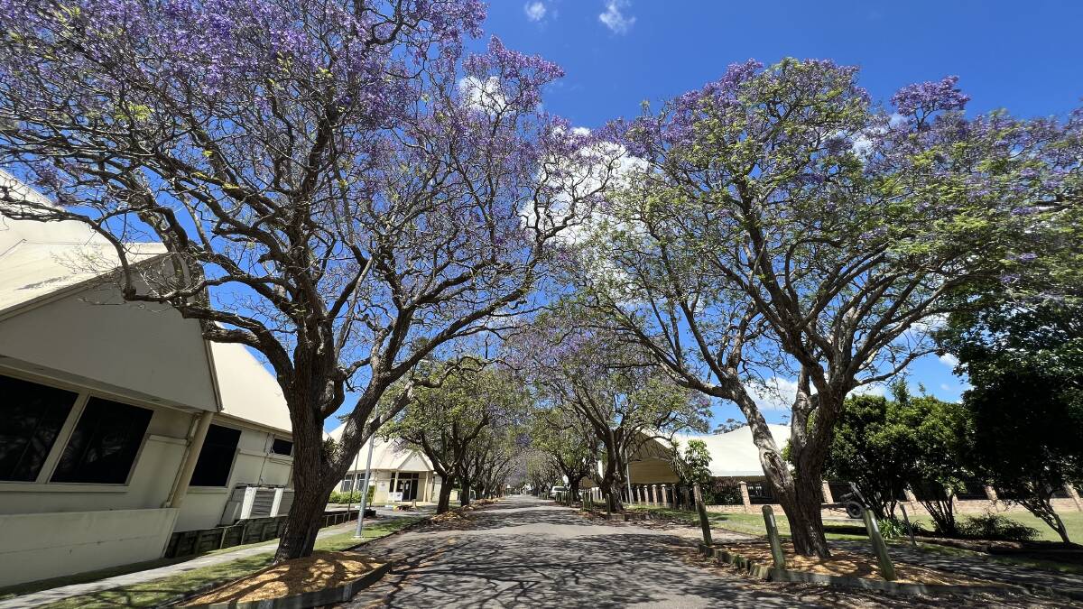 Raymond Terrace has been voted as one of the top four spots to see jacarandas in bloom around NSW. Pictured is the trees in bloom in Jacaranda Avenue on November 6, 2022. 