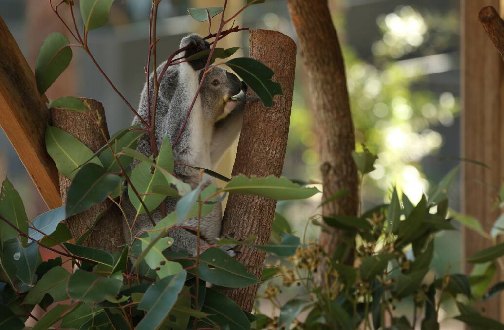 POPULAR: Young koala Patu photographed earlier this year at the Port Stephens facility. Picture: Simone De Peak 