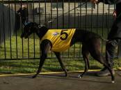 Greyhound Racing NSW says the industry recorded its "lowest ever track mortality rate" in 2023-24. Picture by Max Mason-Hubers