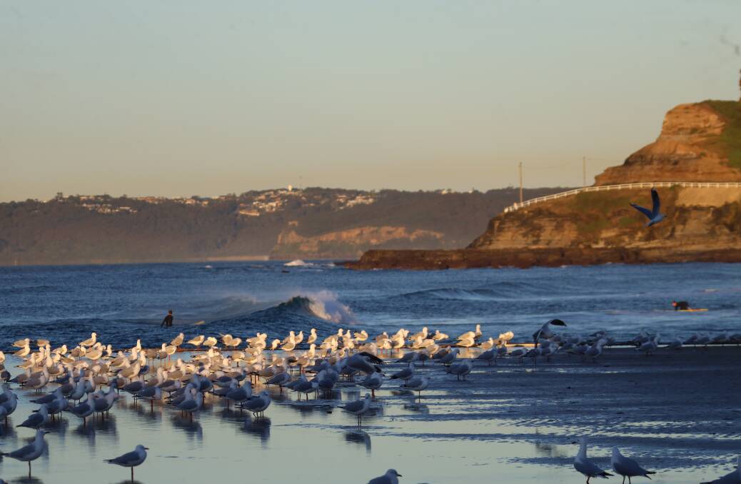 Seagulls crowd at Newcastle Ocean Baths. Picture by Dave Anderson